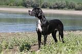 DOGUE ALLEMAND 154